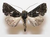 Plusia melanocephala